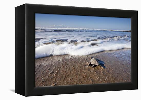 Hatchling Sea Turtle Heads to the Ocean-Paul Souders-Framed Premier Image Canvas