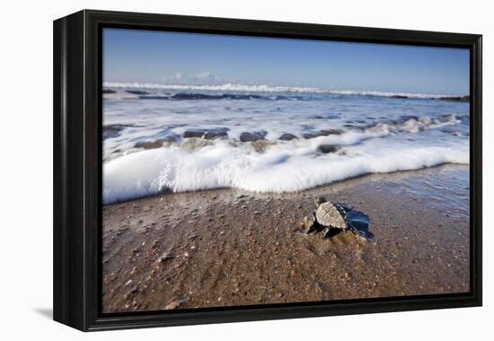 Hatchling Sea Turtle Heads to the Ocean-Paul Souders-Framed Premier Image Canvas