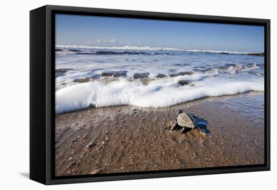 Hatchling Sea Turtle Heads to the Ocean-Paul Souders-Framed Premier Image Canvas