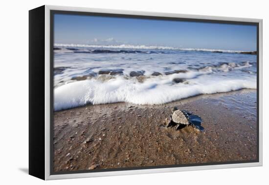 Hatchling Sea Turtle Heads to the Ocean-Paul Souders-Framed Premier Image Canvas