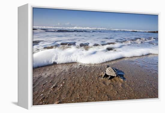 Hatchling Sea Turtle Heads to the Ocean-Paul Souders-Framed Premier Image Canvas