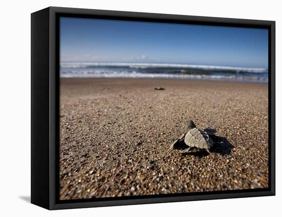 Hatchling Sea Turtle Heads to the Ocean-null-Framed Premier Image Canvas