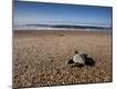 Premium Photographic Print