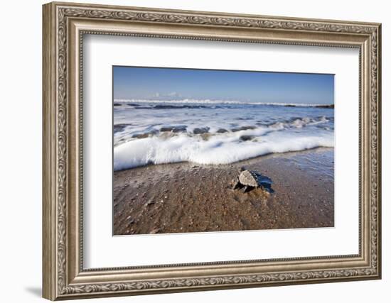 Hatchling Sea Turtle Heads to the Ocean-Paul Souders-Framed Photographic Print