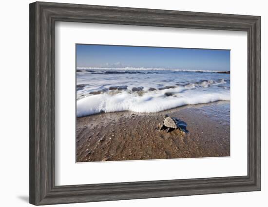 Hatchling Sea Turtle Heads to the Ocean-Paul Souders-Framed Photographic Print