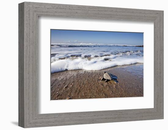 Hatchling Sea Turtle Heads to the Ocean-Paul Souders-Framed Photographic Print