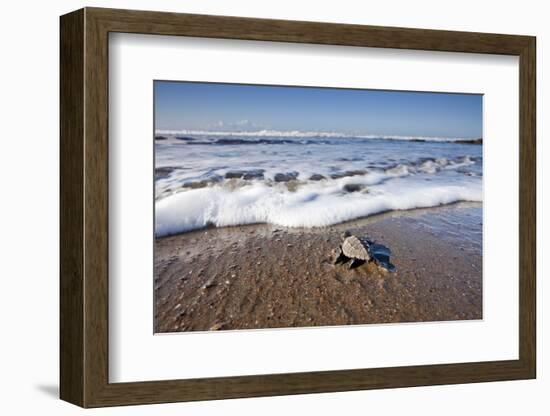 Hatchling Sea Turtle Heads to the Ocean-Paul Souders-Framed Photographic Print