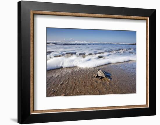 Hatchling Sea Turtle Heads to the Ocean-Paul Souders-Framed Photographic Print