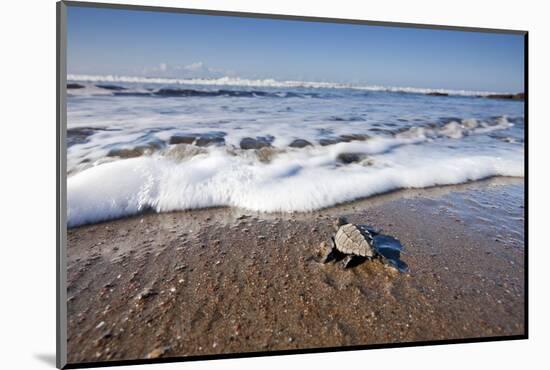 Hatchling Sea Turtle Heads to the Ocean-Paul Souders-Mounted Photographic Print