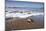 Hatchling Sea Turtle Heads to the Ocean-Paul Souders-Mounted Photographic Print
