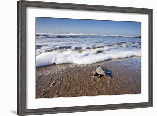 Hatchling Sea Turtle Heads to the Ocean-Paul Souders-Framed Photographic Print