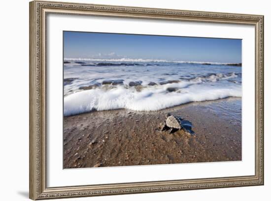 Hatchling Sea Turtle Heads to the Ocean-Paul Souders-Framed Photographic Print