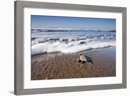 Hatchling Sea Turtle Heads to the Ocean-Paul Souders-Framed Photographic Print