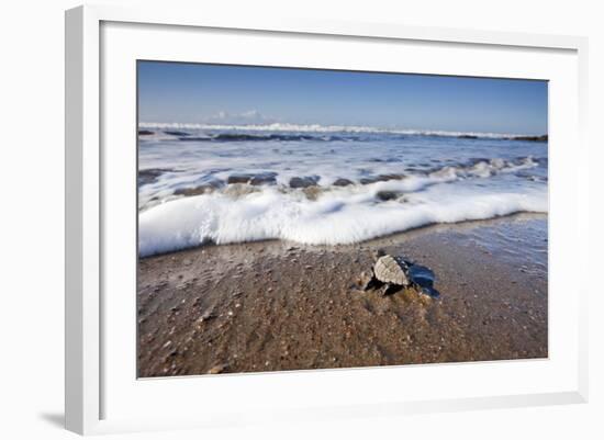 Hatchling Sea Turtle Heads to the Ocean-Paul Souders-Framed Photographic Print