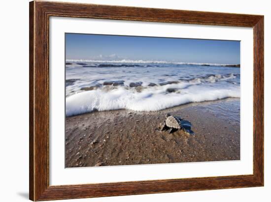 Hatchling Sea Turtle Heads to the Ocean-Paul Souders-Framed Photographic Print