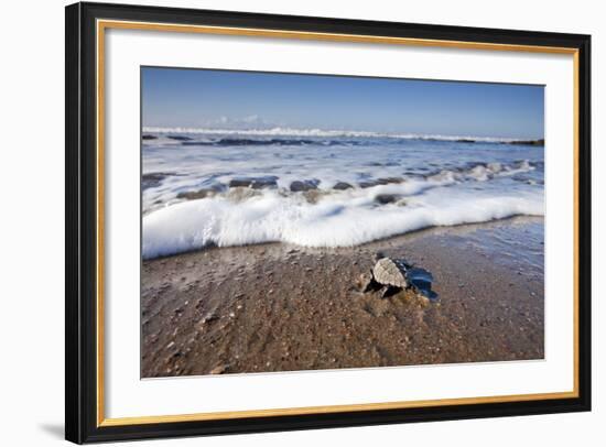 Hatchling Sea Turtle Heads to the Ocean-Paul Souders-Framed Photographic Print