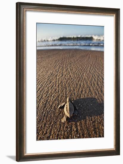 Hatchling Sea Turtle Heads to the Ocean-Paul Souders-Framed Photographic Print