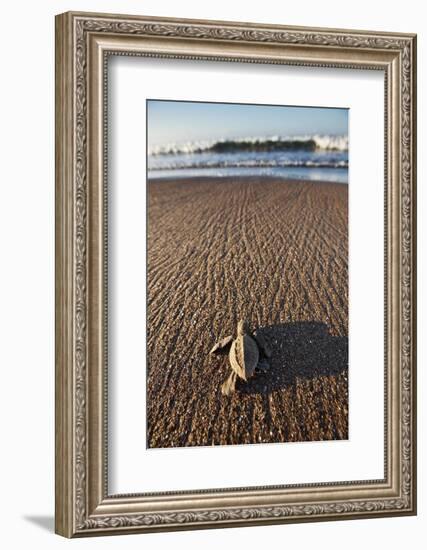 Hatchling Sea Turtle Heads to the Ocean-Paul Souders-Framed Photographic Print