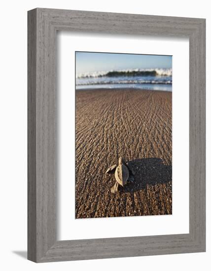 Hatchling Sea Turtle Heads to the Ocean-Paul Souders-Framed Photographic Print