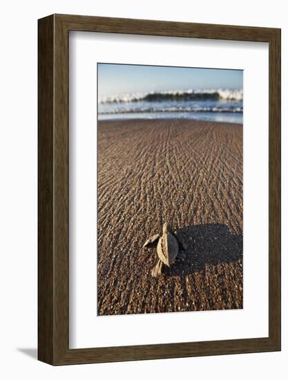 Hatchling Sea Turtle Heads to the Ocean-Paul Souders-Framed Photographic Print