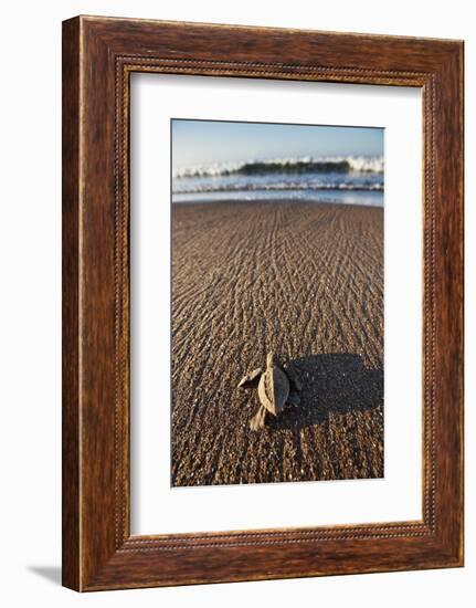 Hatchling Sea Turtle Heads to the Ocean-Paul Souders-Framed Photographic Print