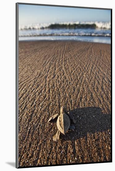 Hatchling Sea Turtle Heads to the Ocean-Paul Souders-Mounted Photographic Print