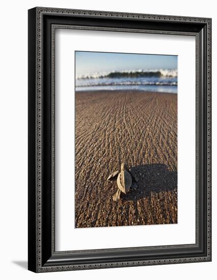 Hatchling Sea Turtle Heads to the Ocean-Paul Souders-Framed Photographic Print