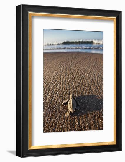 Hatchling Sea Turtle Heads to the Ocean-Paul Souders-Framed Photographic Print