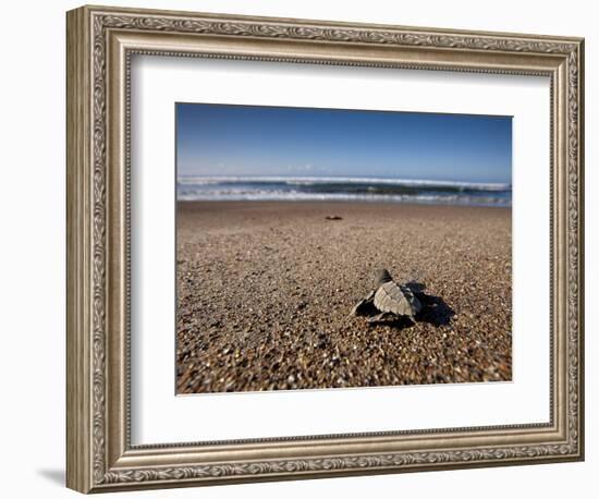 Hatchling Sea Turtle Heads to the Ocean-null-Framed Photographic Print