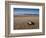 Hatchling Sea Turtle Heads to the Ocean-null-Framed Photographic Print