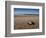 Hatchling Sea Turtle Heads to the Ocean-null-Framed Photographic Print