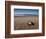 Hatchling Sea Turtle Heads to the Ocean-null-Framed Photographic Print