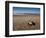 Hatchling Sea Turtle Heads to the Ocean-null-Framed Photographic Print