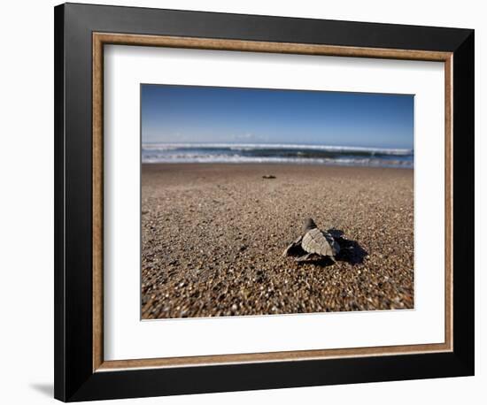 Hatchling Sea Turtle Heads to the Ocean-null-Framed Photographic Print