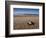 Hatchling Sea Turtle Heads to the Ocean-null-Framed Photographic Print