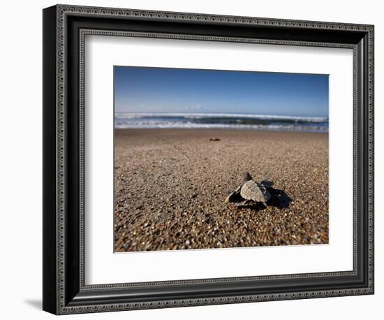 Hatchling Sea Turtle Heads to the Ocean-null-Framed Photographic Print