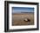 Hatchling Sea Turtle Heads to the Ocean-null-Framed Photographic Print