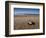 Hatchling Sea Turtle Heads to the Ocean-null-Framed Photographic Print