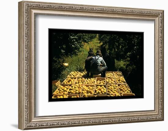 Hauling Crates of Peaches-Russell Lee-Framed Photo