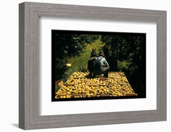 Hauling Crates of Peaches-Russell Lee-Framed Photo