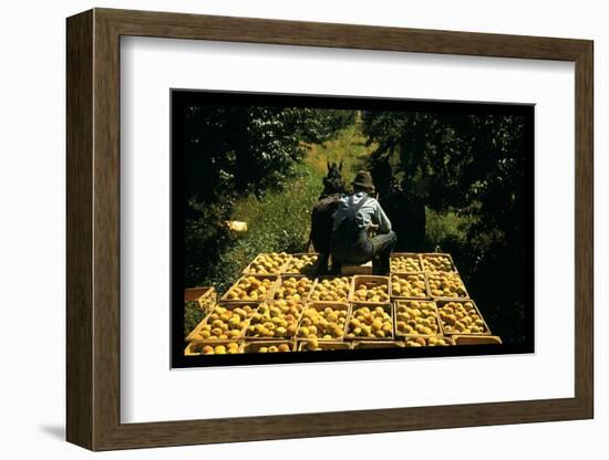 Hauling Crates of Peaches-Russell Lee-Framed Photo