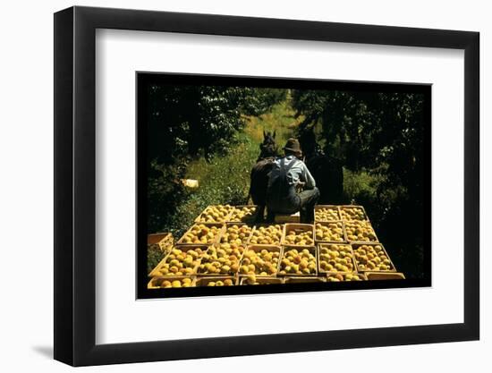 Hauling Crates of Peaches-Russell Lee-Framed Photo