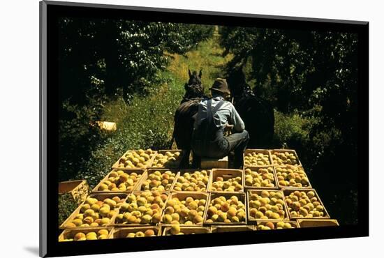 Hauling Crates of Peaches-Russell Lee-Mounted Photo