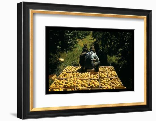 Hauling Crates of Peaches-Russell Lee-Framed Photo