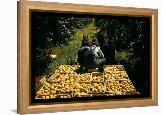 Hauling Crates of Peaches-Russell Lee-Framed Stretched Canvas