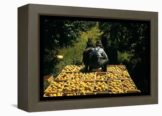 Hauling Crates of Peaches-Russell Lee-Framed Stretched Canvas