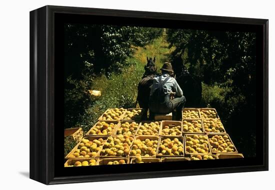 Hauling Crates of Peaches-Russell Lee-Framed Stretched Canvas