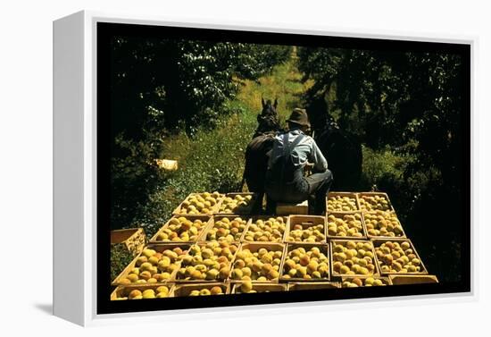 Hauling Crates of Peaches-Russell Lee-Framed Stretched Canvas