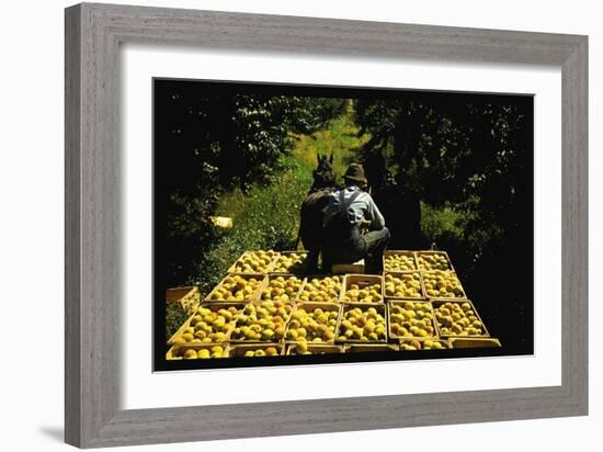 Hauling Crates of Peaches-Russell Lee-Framed Art Print