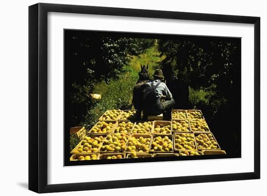 Hauling Crates of Peaches-Russell Lee-Framed Art Print